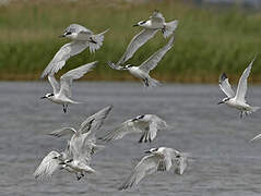 Sandwich Tern