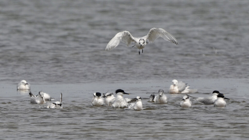 Sandwich Tern