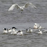 Sandwich Tern