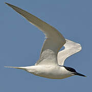 Sandwich Tern