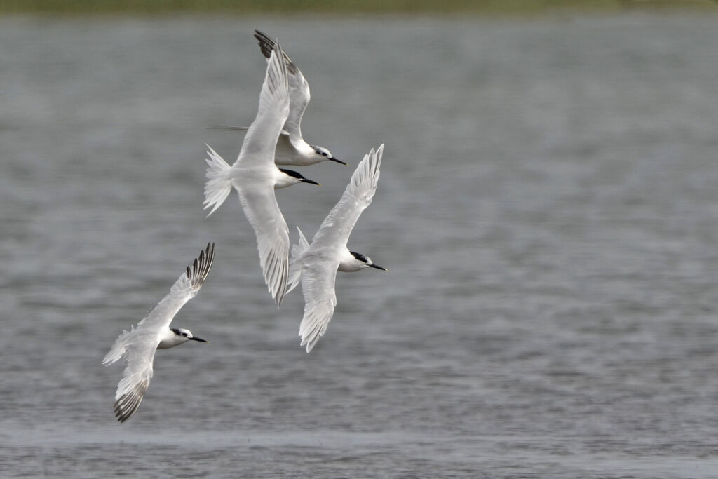 Sandwich Tern