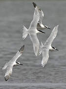 Sandwich Tern