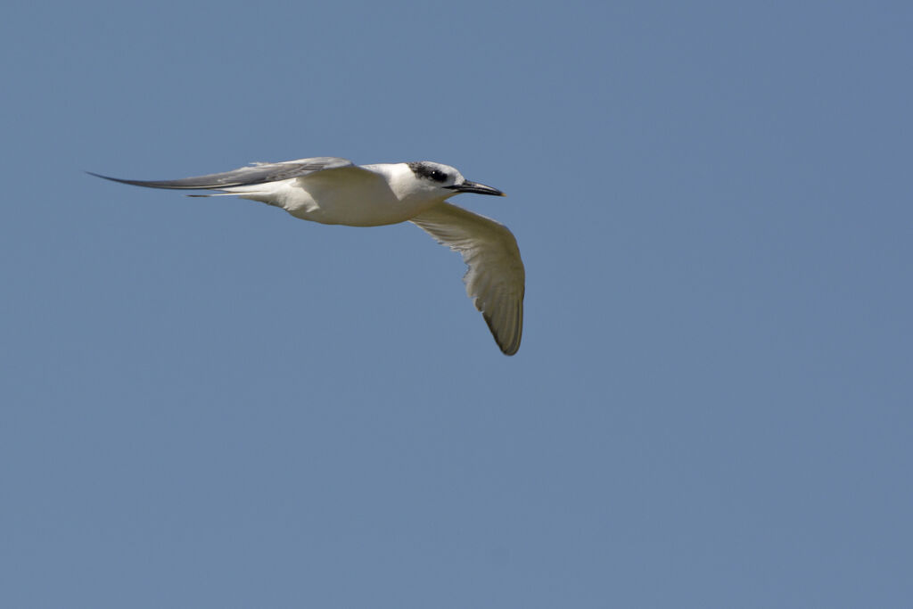 Sandwich Ternadult post breeding, identification