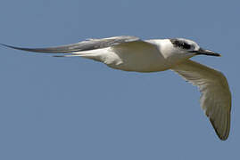 Sandwich Tern