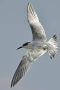 Sandwich Tern