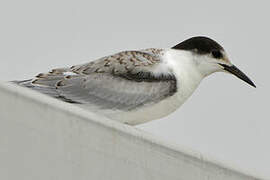 Sandwich Tern