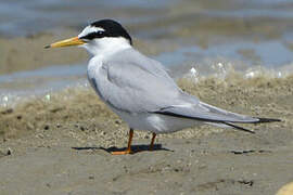 Little Tern