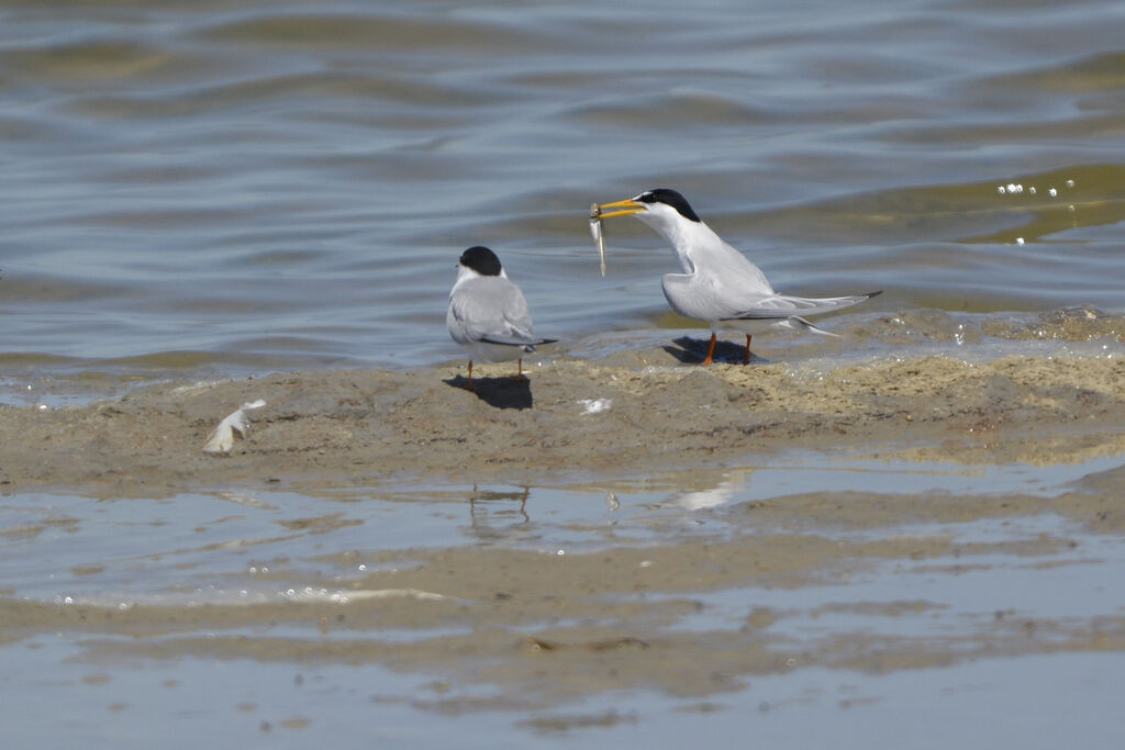 Little Ternadult breeding, Behaviour