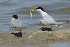 Little Tern