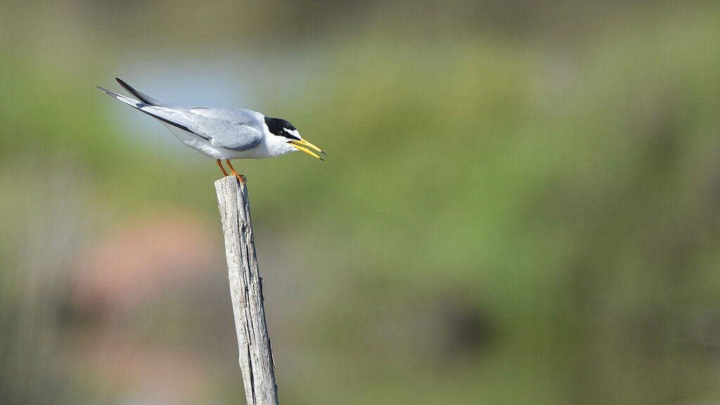 Little Tern