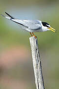 Little Tern