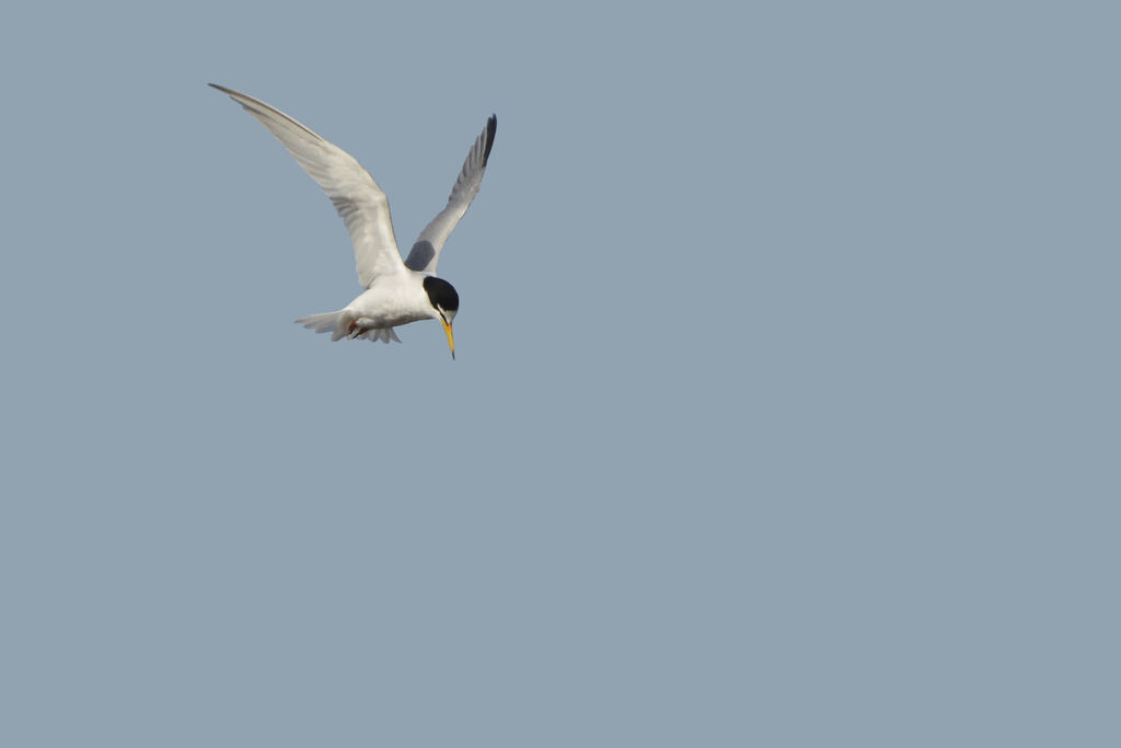 Little Tern, Flight