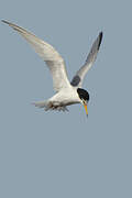 Little Tern