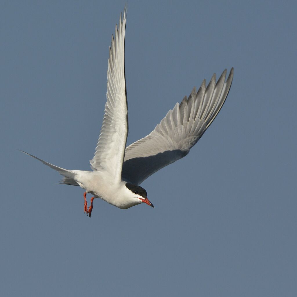 Common Ternadult, Flight