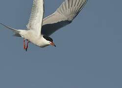 Common Tern