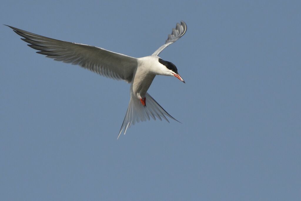 Common Ternadult, Flight