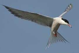 Common Tern