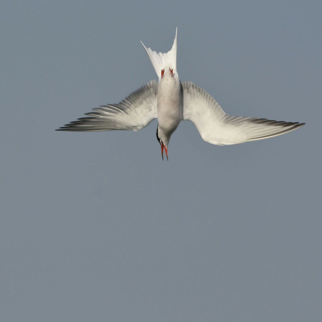 Sterne pierregarinadulte, pêche/chasse