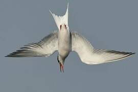 Common Tern