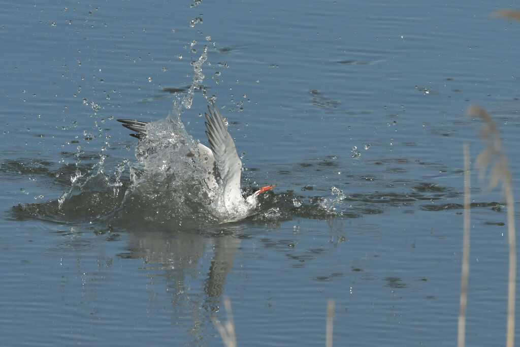 Sterne pierregarinadulte, pêche/chasse