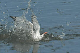 Common Tern