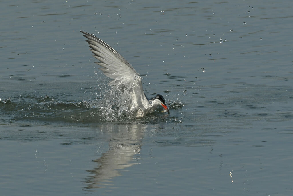 Sterne pierregarinadulte, pêche/chasse