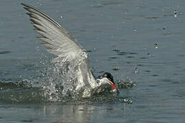 Common Tern