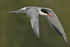 Common Tern