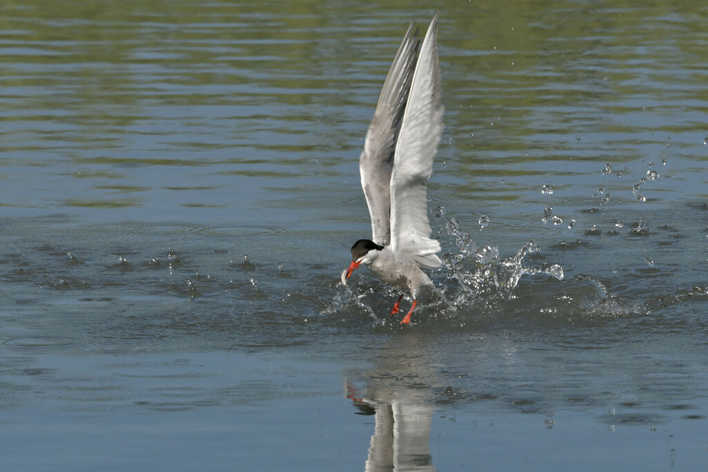 Common Ternadult, identification, fishing/hunting