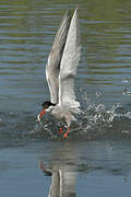 Common Tern