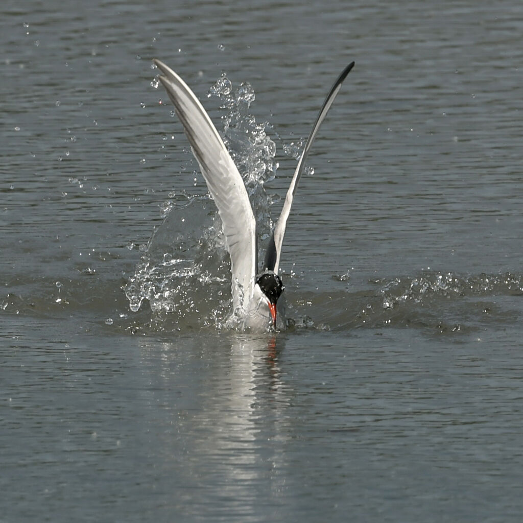 Sterne pierregarinadulte, pêche/chasse