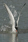 Common Tern