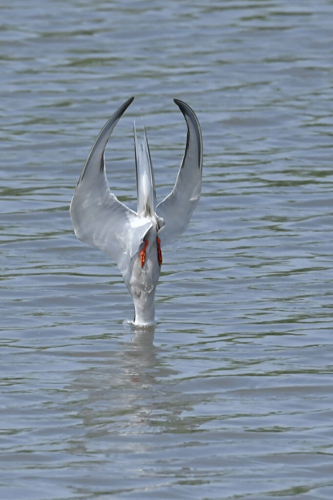 Sterne pierregarinadulte, pêche/chasse