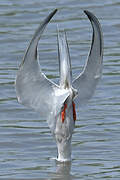 Common Tern