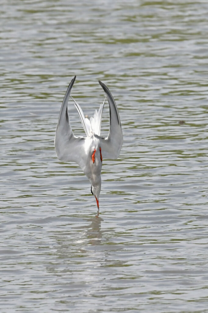 Sterne pierregarinadulte nuptial, pêche/chasse