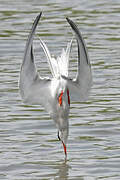 Common Tern