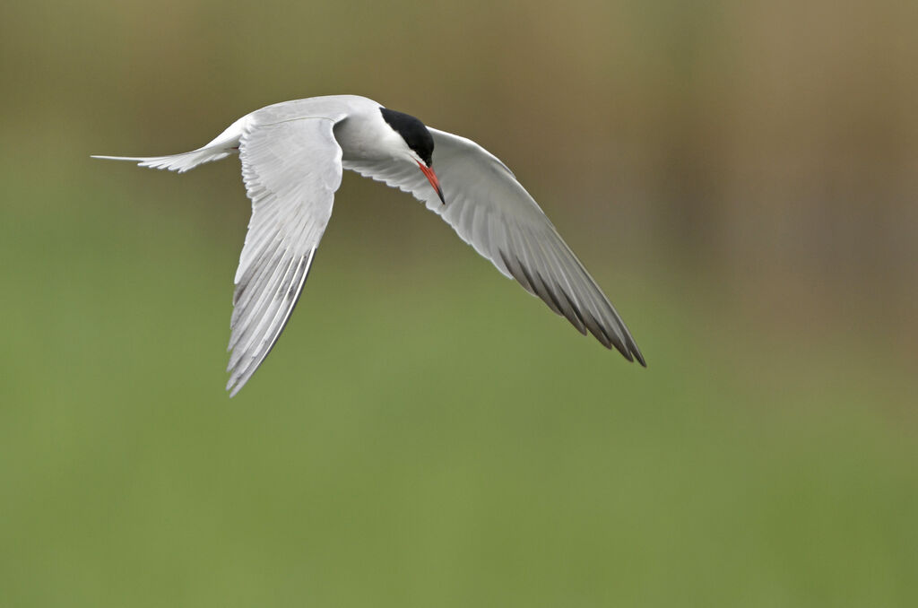 Common Ternadult breeding, identification