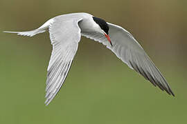 Common Tern