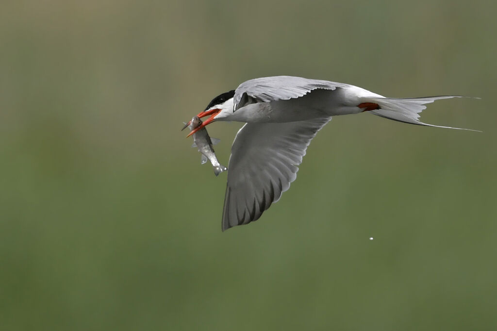 Sterne pierregarinadulte nuptial, identification, régime, pêche/chasse