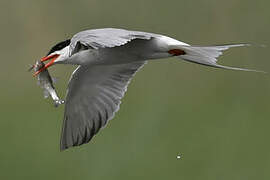 Common Tern