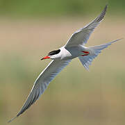 Common Tern