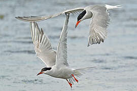 Common Tern