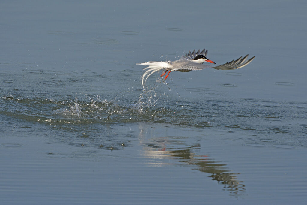 Common Tern, Behaviour