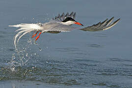 Common Tern