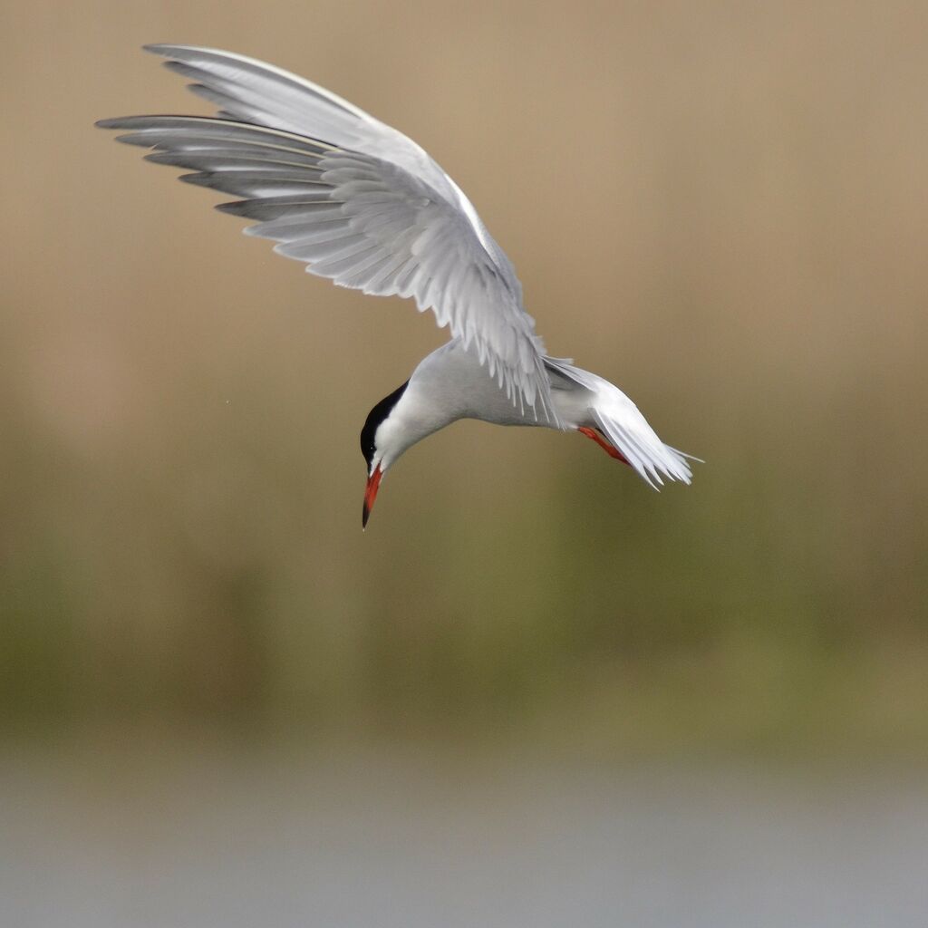 Common Ternadult breeding, identification