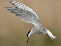 Common Tern