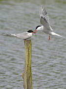 Common Tern