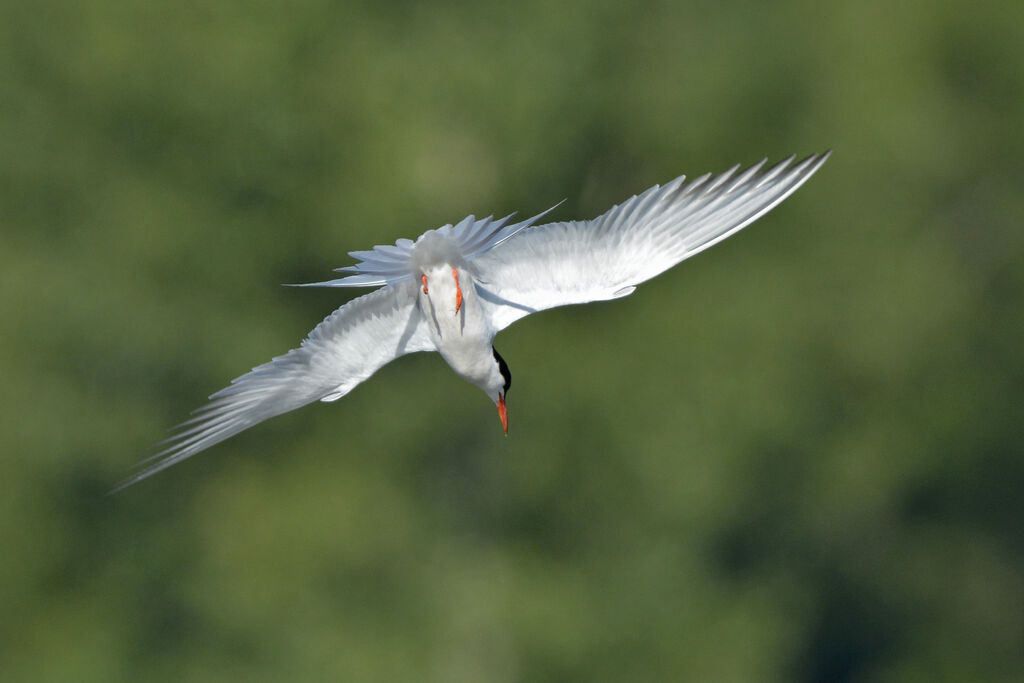 Common Tern