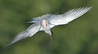 Common Tern