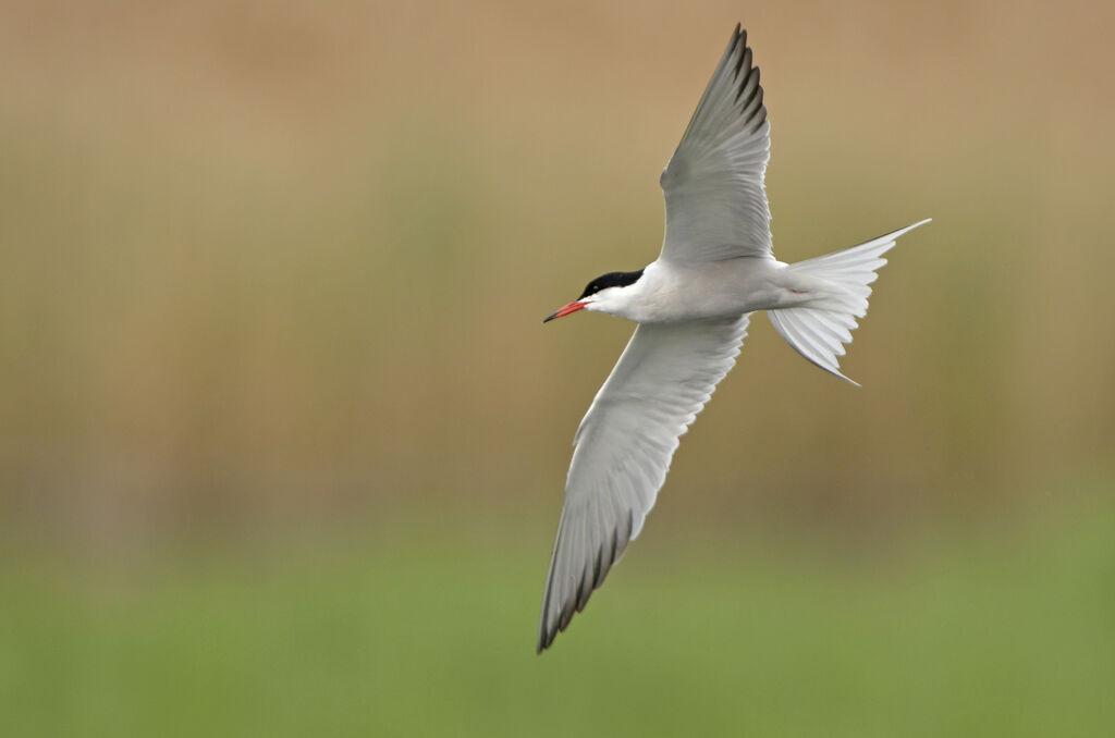 Common Ternadult breeding, identification